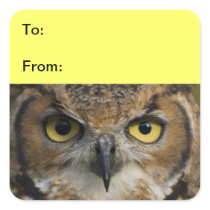 Owl Eyes Stickers