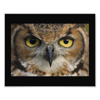 Owl Eyes with black border zazzle_photoenlargement