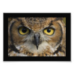 Owl Eyes with black border Photographic Print