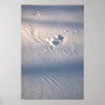 Owl feather imprint in the snow