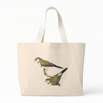 Owl Finch (both forms) - Taeniopygia bichenovii Bags