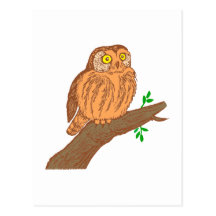 Owl fogy sawing fogy Saw whet owl Post Cards