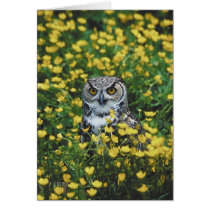 Owl in Buttercups Card