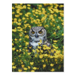 Owl in Buttercups Post Card