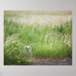 Owl In The Grass Print