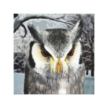 Owl in Winter snow Canvas Prints