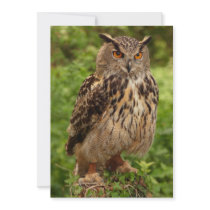 Owl Invitation