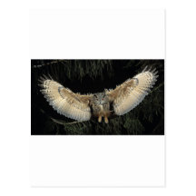 Owl Landing Postcards
