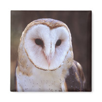 owl refrigerator magnets