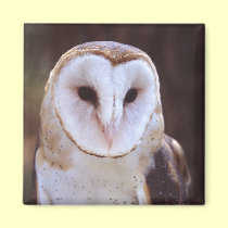 owl magnets