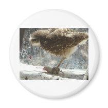 owl refrigerator magnets