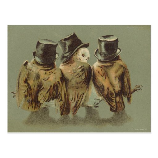 owl men post cards