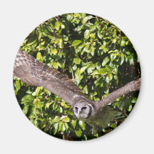 Owl Milky Eagle Magnets