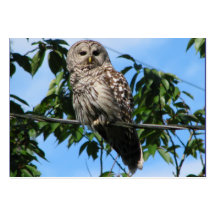 Owl On Wire Business Card