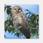 Owl On Wire Fridge Magnet