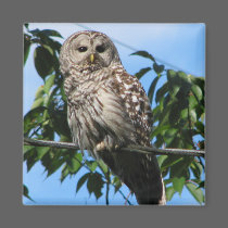 Owl On Wire magnets