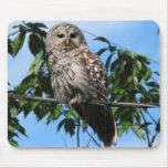 Owl On Wire Mousepad