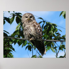 Owl On Wire print