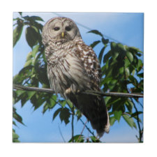 Owl On Wire tile