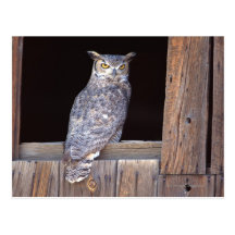 Owl perched in a window post card