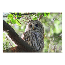 Owl Photo