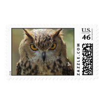 Owl Photo Postage Stamp