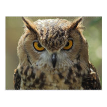 Owl Photo Postcard