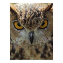 Owl Photo Postcard