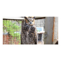 Owl Photo Card Template