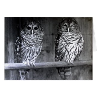 Owl Photograph Greeting Cards