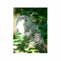 Owl photo sculptures