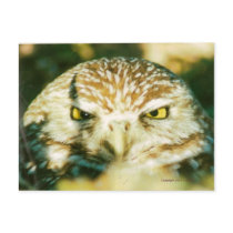 OWL POSTCARD by FamousFaces OWL POSTCARD