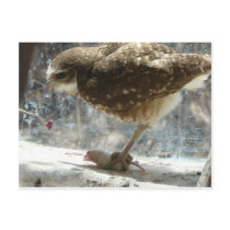 owl post card