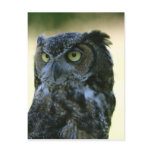 Owl Postcard