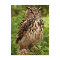 Owl Postcard