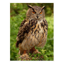 Owl Postcard