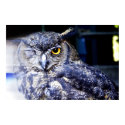 Owl posters by davidalmeda Owl posters