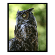 Owl posters