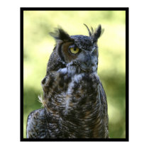 Owl posters by jeanro Owl posters