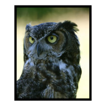 Owl posters