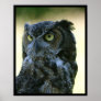 Owl Posters