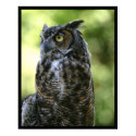 Owl posters by jeanro Owl posters