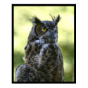 Owl posters