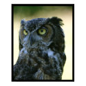 Owl posters by jeanro Owl posters