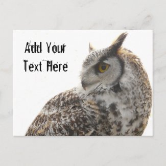Owl Profile Portrait Photo postcard
