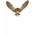 Owl T-shirt ladies