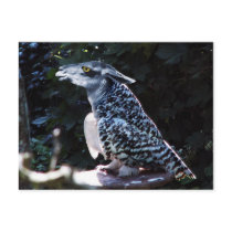 Owlama postcard by Junglegeorge Owlama postcard