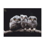 Owlet Trio Postcard
