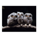 Owlet Trio Postcard