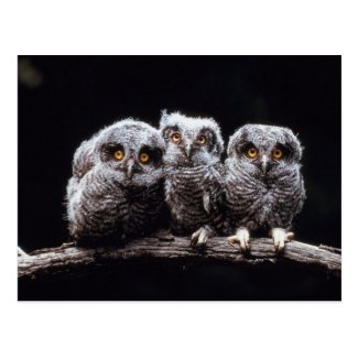 Owlet Trio Postcard